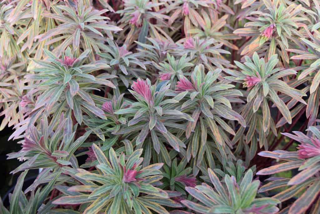 Euphorbia x martini 'Ascot Rainbow' ® ---